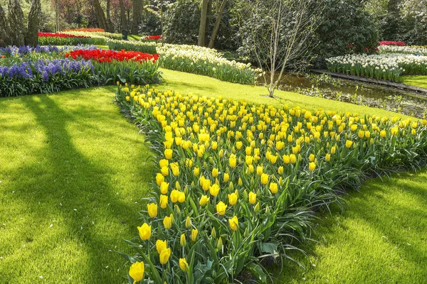 Piękny Zielony Trawnik Wypełniony Kwietniki Żółtymi Czerwonymi Tulipany Fioletowe Hiacynty — Zdjęcie stockowe