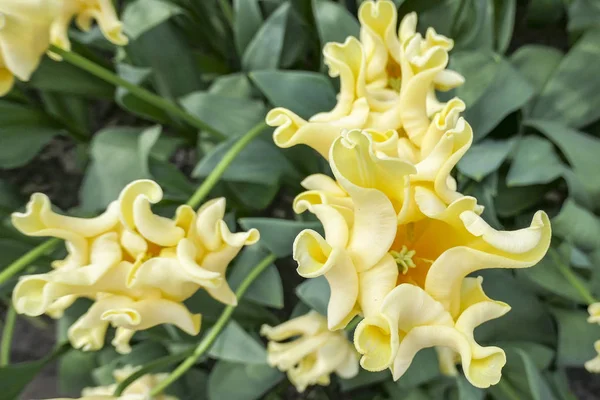 Very special tulips that look like a yellow Crown