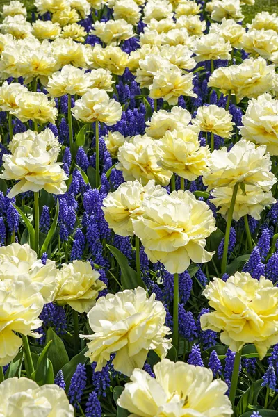 A flower bed with cream White Peony tulips mixed with blue Muscari