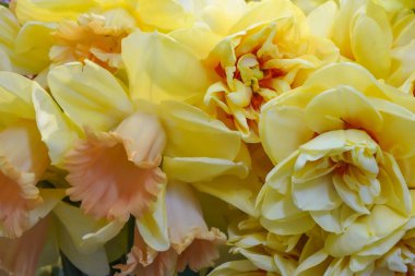 Trompet Nergis dolu sarı çiçekler olarak her iki tek ayrıntıları