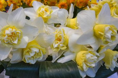 Bu güzel nergisbeyaz ve sarı yaprakları ayrıntıları