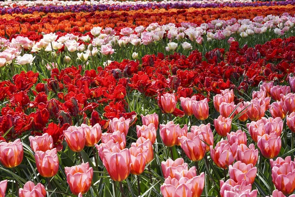 A sea of flowers with pink, red, Orange and white tulips