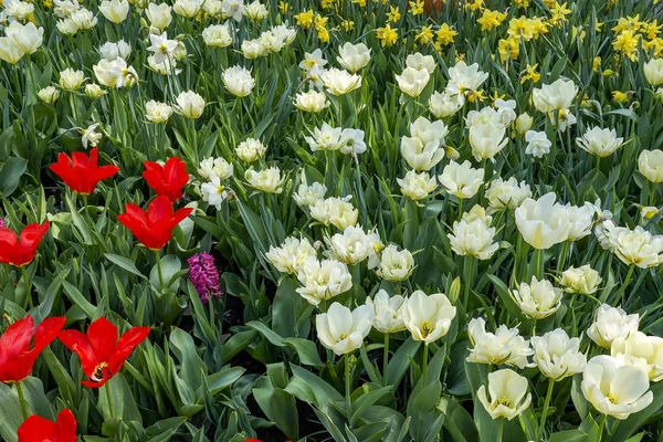 A flower bed with red and white tulips, yellow daffodils and a single hyacinth