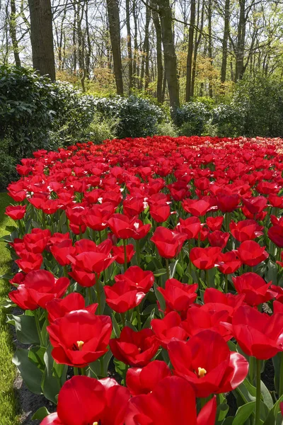 Piękne Czerwone Tulipany Tle Zielonych Krzewów Drzew — Zdjęcie stockowe