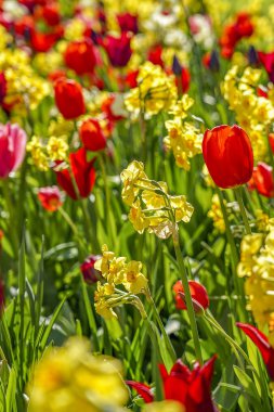 Sarı nergisler ve Kırmızı lalelerle dolu bir çiçek yatağı