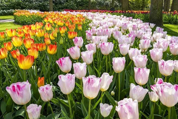 Jak Kręte Drogi Rzędy Tulipany Aby Ich Droga Przez Park — Zdjęcie stockowe