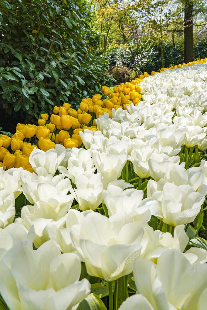 White and yellow tulips along the bushes