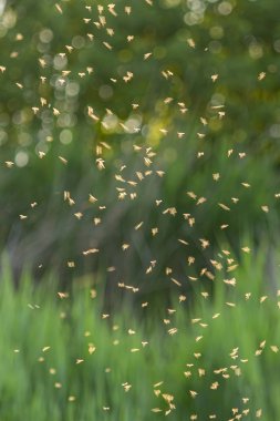 Bzzzzzzzzz, binlerce sivrisinek akşam güneşinde dans ediyor