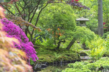 Açelyalar, eğrelti otları ve acers ile bir dere üzerinde bir göz park Clingendael, Lahey Japon bahçesinde bir pagoda bir görüntü