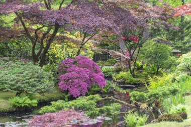 Açelyalar, eğrelti otları ve acers ile bir dere üzerinde bir göz park Clingendael, Lahey 3 Japon bahçesinde bir pagoda bir görüntü