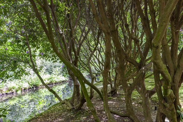 Los Tallos Retorcidos Los Viejos Arbustos Rododendro Jardín Japonés Parque — Foto de Stock