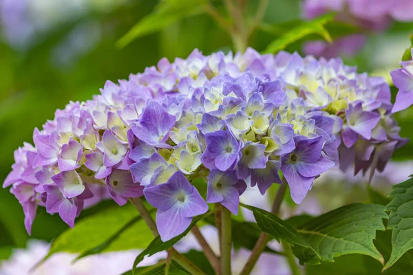 A flower of a hydrangea that slowly turns blue