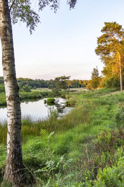 Bu huş ağacı boyunca Strijbeek, Hollanda yakınlarındaki öğleden sonra güneşinde 'Patersmoer Gölü'nü görüyorsunuz.