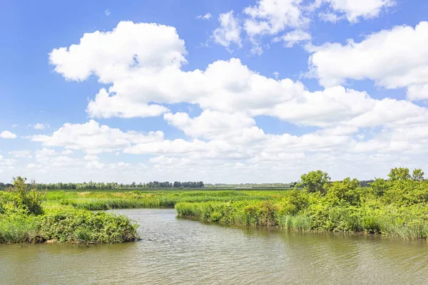 National Park De Biesbosch, Hollanda'daki güzel doğa