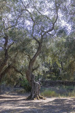 Gövdede birçok delik ile Korfu tipik yüksek zeytin ağaçları