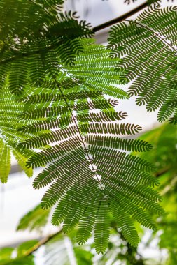 Bir Delonix Regia veya alev ağacının güzel hassas izin