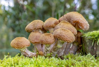 Armillaria Gallica (Bulbous Bal Mantarı), yosun, Zoetermeer, Hollanda arasında çok güzel bir grup