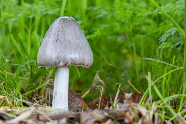 Tek bir ahşap üfleme (tricholoma terreum) çim, Zoetermeer, Hollanda