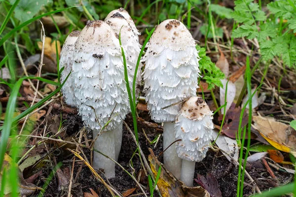 Grupo Fungos Peruca Advogado Coprinus Comatus Zoetermeer Terras Baixas — Fotografia de Stock