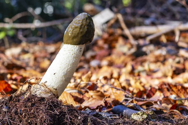 Ormanda büyük bir Stinkhorn mantarı (Phallus impudicus), Zoetermeer, Hollanda