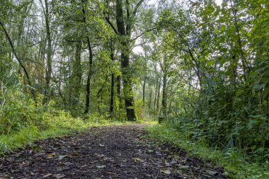 Yapraklar, Hollanda, Zoetermeer 'deki sonbahar hadisesinde bu ağaç kabuğuna düşer.