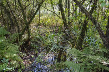 Mavi gökyüzü, Hollanda 'nın Zoetermeer kentindeki bu nemli ormandaki suya yansıyor.