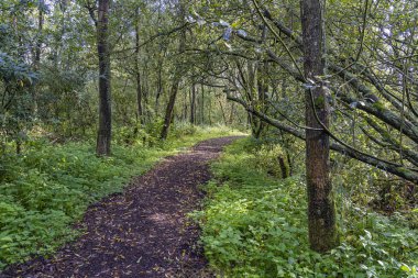 Yapraklar, Hollanda, Zoetermeer 'deki sonbahar hadisesine doğru bu ağaç kabuğuna düşer.