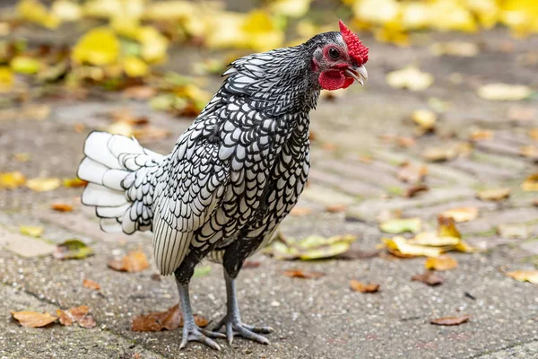 A young Sebright rooster crowing as hard as he can, Wassenaar, Netherlands