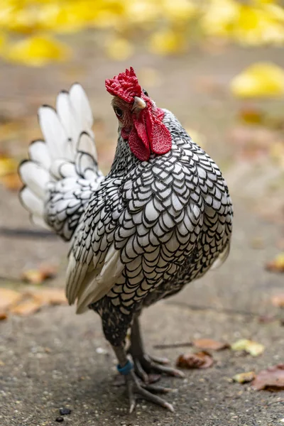 Sebright Rooster Its Beautiful Feathers Wassenaar Netherlands — 스톡 사진