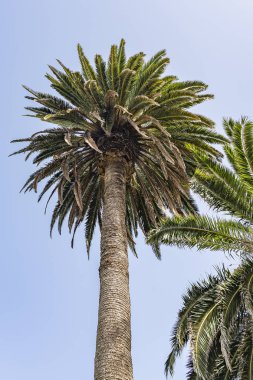 Puerto del Carmen, Lanzarote, İspanya 'daki pek çok palmiye ağacından biri.
