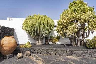 Beyaz yıkanmış bir evin önünde birkaç büyük kaktüs, Lanzarote, İspanya