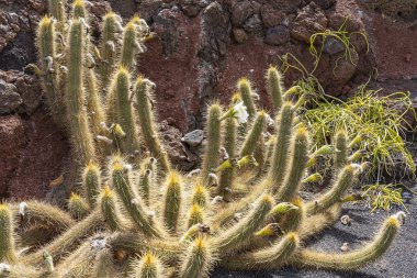 A white-flowering cactus, Jardin de Cactus, Lanzarote, Spain