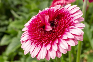Hollanda, Zoetermeer 'de pembe kırmızı bir Gerbera' nın garip bir çifte çiçeği.
