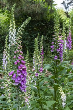 Ağaçların önünde yüksükotu ya da Digitalis purpurea ile bir tarla var. Groningen 'deki Harkstede köyünün yakınındaki bu güzel bahçede farklı renklerde çiçekler var.