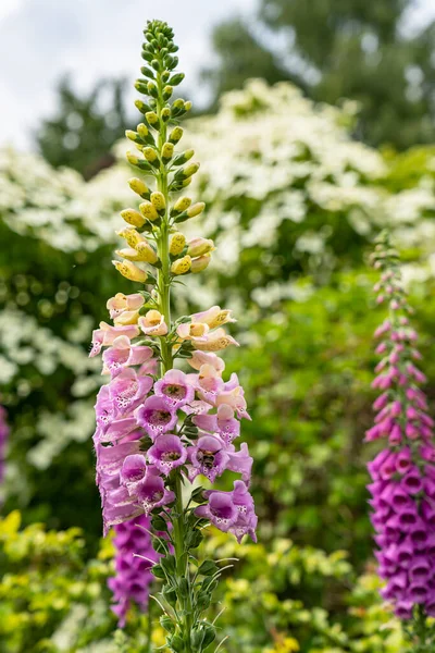 Detaljer Blomstjälkar Vanlig Foxhandske Eller Digitalis Purpurea Ofta Besökta Bin — Stockfoto