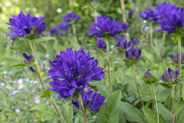 Groningen 'deki Harkstede köyünün yakınlarındaki güzel bir bahçede mor çiçekli bir çan çiçeği ya da Campanula glomeratasıyla dolu bir tarla.