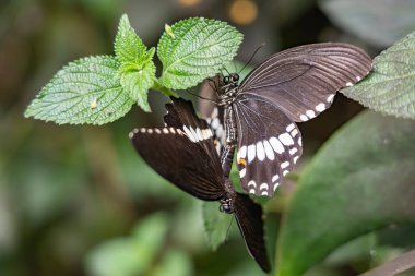 Çiftleşme sırasında iki kelebeğin (Papilio polytes) yakınlaşması