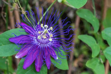 Mor bir floranın güzel çiçeğinin detayları.