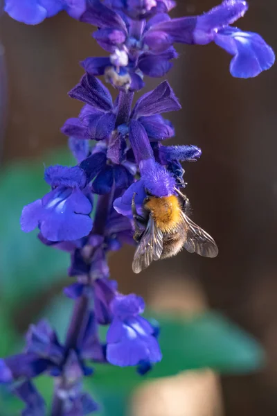 Uma Abelha Visita Cada Flor Desta Bela Planta Salvia — Fotografia de Stock