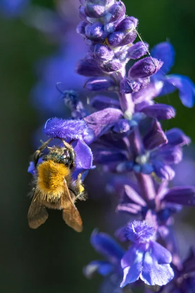 Uma Abelha Entra Cada Flor Bela Planta Salvia — Fotografia de Stock