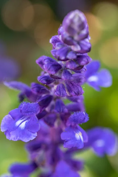 美丽的萨尔维亚植物精致的紫色花朵的细节 — 图库照片