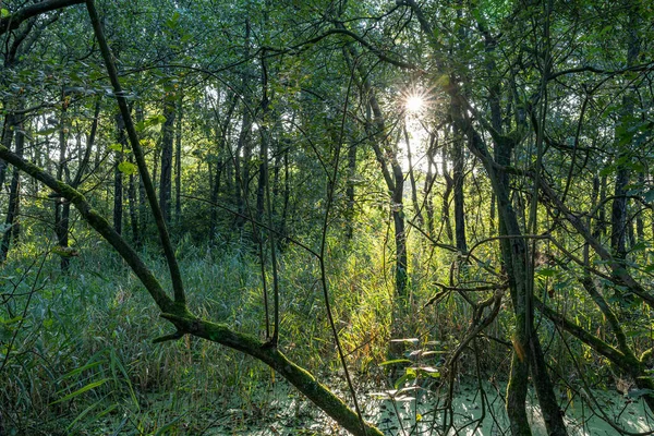 Sol Naciente Brilla Través Los Árboles Arbustos Del Prielenbos Cerca — Foto de Stock