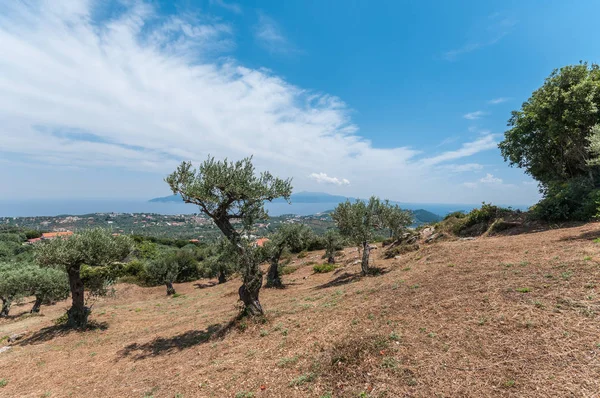 Yunan Zeytin ağaçları