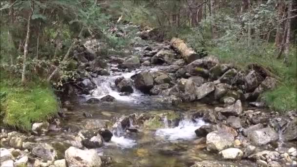 Een Kleine Rivier Stroom Die Heuvel Het Bos Valt — Stockvideo