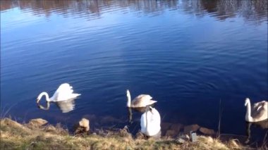 Neredeyse yetişkin iki cygnets ile bir kuğu çift mavi bir nehir veya gölde yüzer.