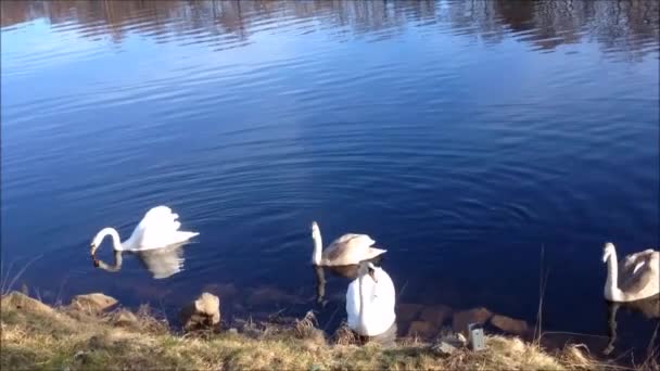 Casal Cisnes Com Dois Cygnets Quase Adultos Nada Rio Lago — Vídeo de Stock