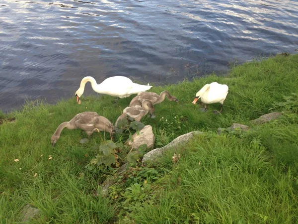 Vacker Liten Svanfamilj Nära Flod Eller Sjö — Stockfoto