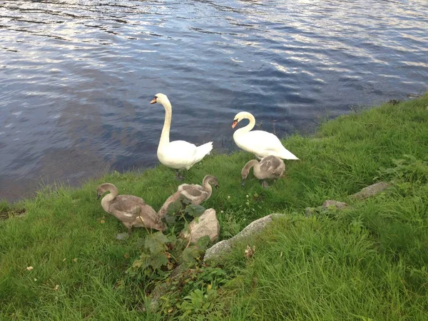 Vacker Liten Svanfamilj Nära Flod Eller Sjö — Stockfoto