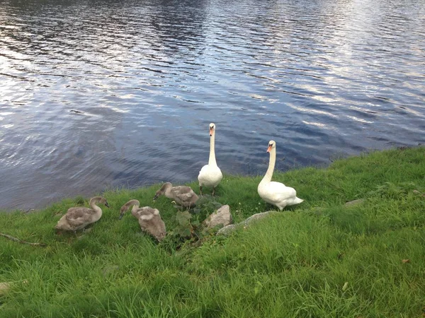 Una Hermosa Familia Cisnes Cerca Río Lago — Foto de Stock