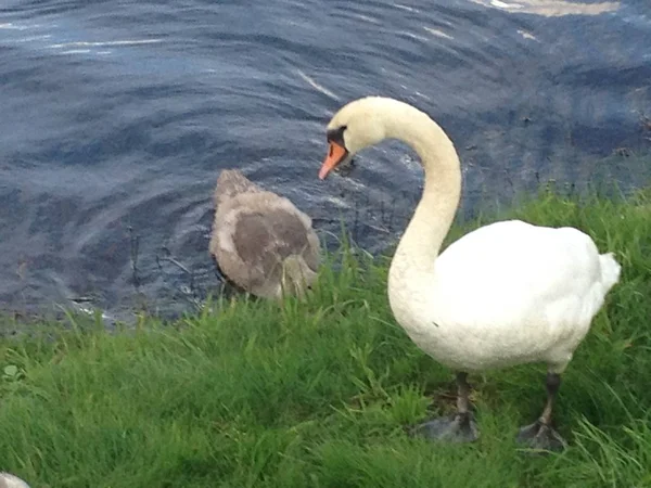 Una Hermosa Familia Cisnes Cerca Río Lago —  Fotos de Stock